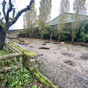Red river hog exhibit 191021
