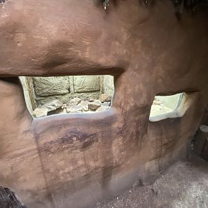 Giraffe House - Short-eared elephant shrew exhibit 191021