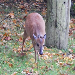 Red forest duiker 191021