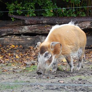 Red river hog 191021