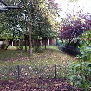 Okapi and Red forest duiker exhibit 191021