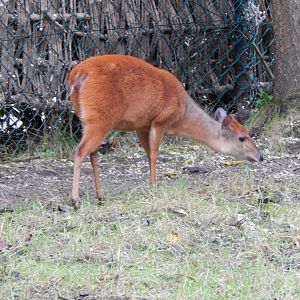 Red forest duiker 191021