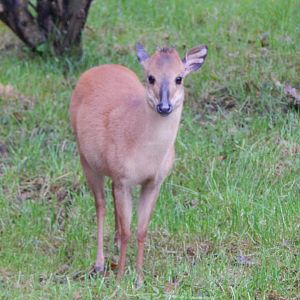 Red forest duiker 191021