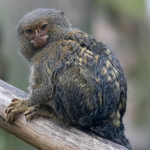 Pygmy Marmoset