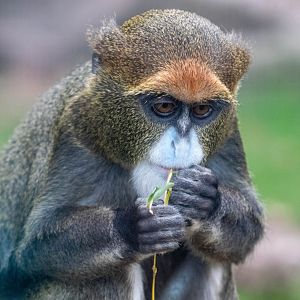 De Brazza's Monkey