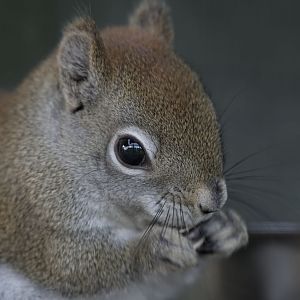 North American red squirrel