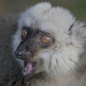 White-fronted lemur