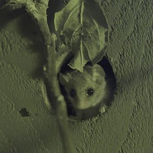 African dormouse