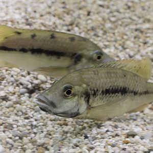 Striped Barombi Mbo cichlids