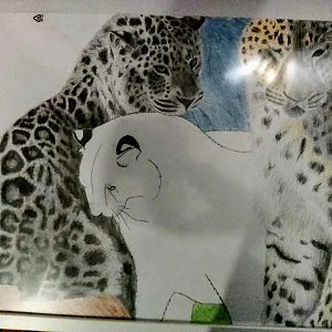 A2 Amur leopards drawing is ready!