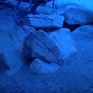 Enclosure Tibesti spiny mouse