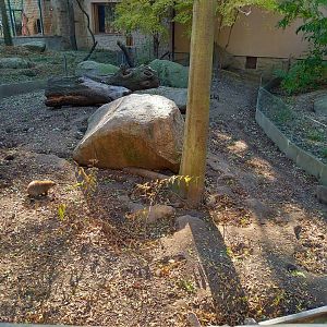 Outdoor-enclosure Banded mongoose