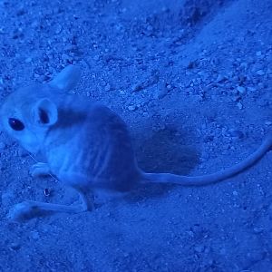 Lesser Egyptian jerboa - Jaculus jaculus