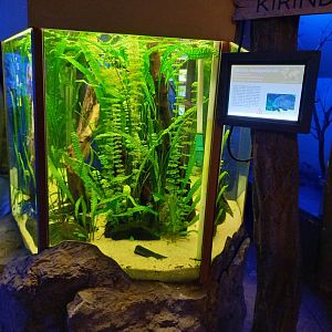 Aquarium Black diamond cichlid - Paratilapia polleni