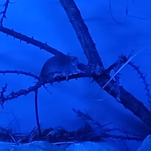 Acacia rat - Thallomys paedulcus