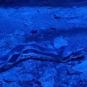 Northern Madagascar boa - Acantophis madagascariensis