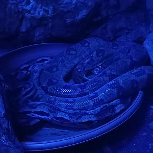 Western Madagascar boa - Sanzinia volontany