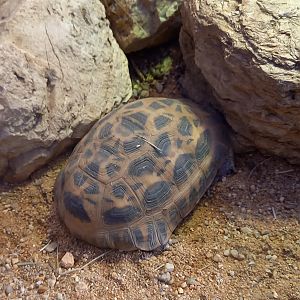 Spider tortoise - Pyxis arachnoides