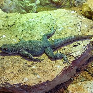 Dumeril's Madagascar swift - Oplurus quadrimaculatus