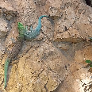 Standing's day gecko's - Phelsuma standingi