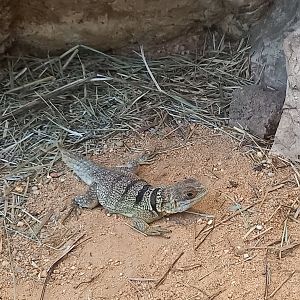 Cuvier's Madagascar swift - Oplurus cuvieri