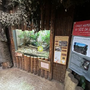 Tropical Realm - Western Gaboon Viper exhibit 191021