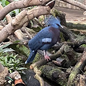 Tropical Realm - Victoria crowned-pigeon 191021