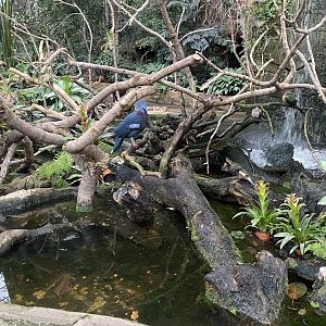 Tropical Realm 191021