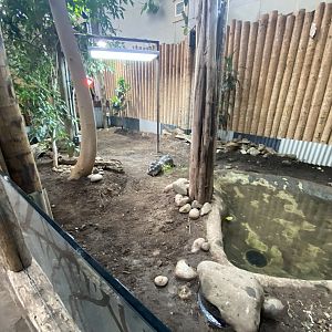 Tropical Realm - Radiated tortoise exhibit 191021