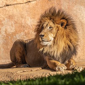 Izu the African Lion