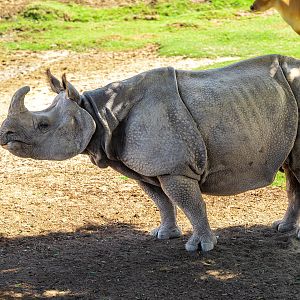 Greater One Horned Rhinoceros
