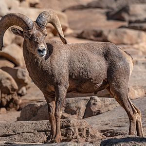 Desert Bighorn Sheep