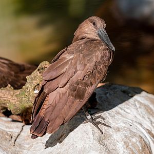 Hamerkop