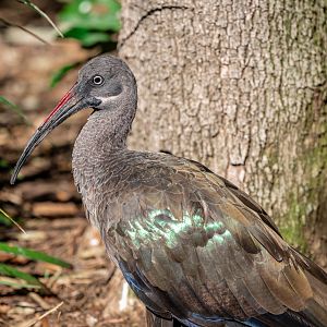 Hadada Ibis