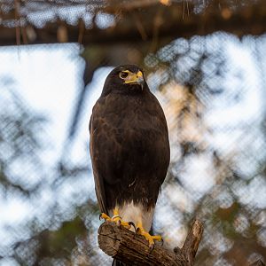 Harris’s Hawk