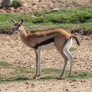 Thompson’s Gazelle