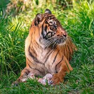 Jillian the Sumatran Tiger