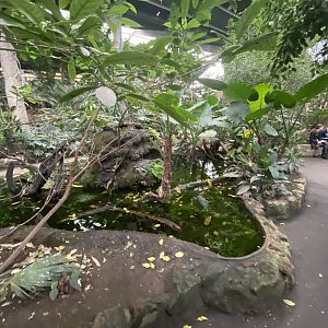 Tropical Realm 191021