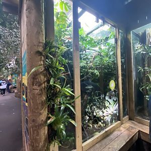 Tropical Realm - Mixed dart frog and anole exhibit 191021