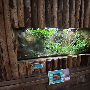 Tropical Realm - Golden mantella exhibit 191021