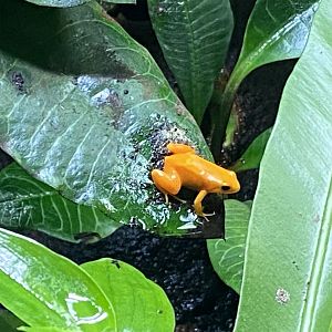 Tropical Realm - Golden mantella 191021