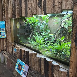 Tropical Realm - Golden mantella exhibit 191021