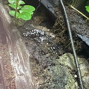 Tropical Realm - Maranon poison frog 191021