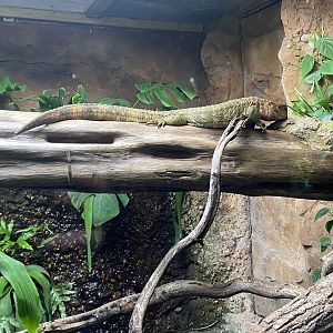 Tropical Realm - Caiman lizard exhibit 191021
