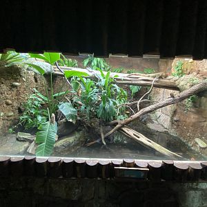 Tropical Realm - Caiman lizard exhibit 191021