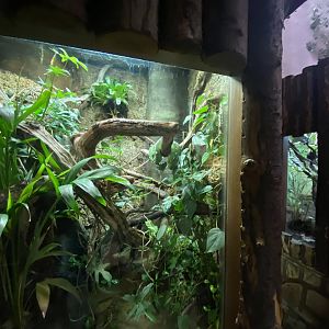Tropical Realm - Emerald tree boa exhibit 191021