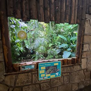 Tropical Realm - Parson's chameleon exhibit 191021