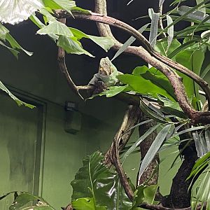 Tropical Realm - Parson's chameleon 191021