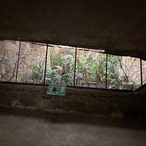 Tropical Realm - Sunda wrinkled hornbill lower exhibit 191021