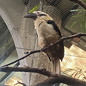 Tropical Realm - Visayan tarictic hornbill 191021